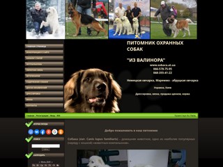 Собака
http://sobaca.at.ua/